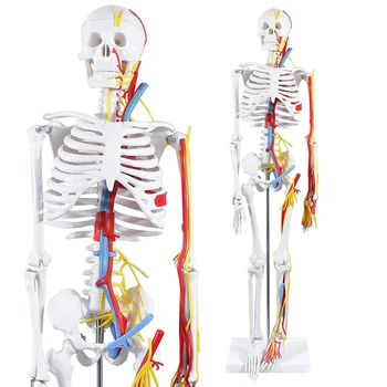 Анатомическая лаборатория, Модель человеческого Скелета высотой 85 см с Нервами, Венами и Артериями, Съемной Черепной крышкой и Шарнирным Учебным пособием